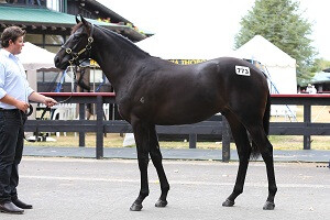 Savabeel x Run Brony Run Lot 773 $200k-1